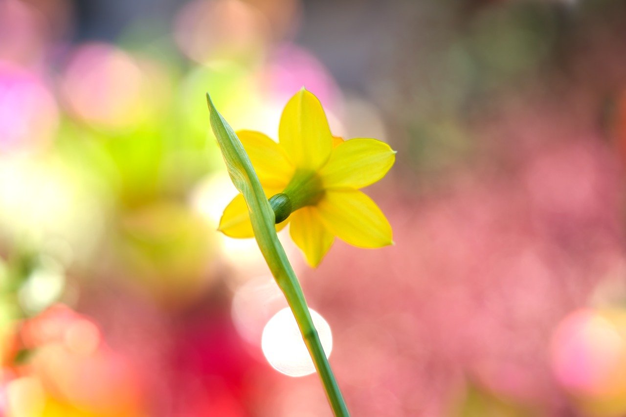 daffodil, flower, yellow flower-7050408.jpg